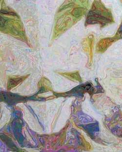 Clara - Detail 2 - 750x938