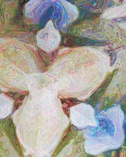 Dicte - Detail 3 - 750x938